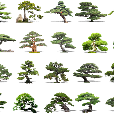  中式松树景观树su模型 