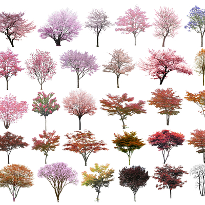  现代蓝花楹su模型 