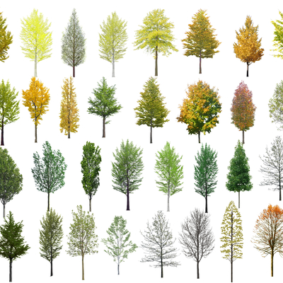  现代银杏树su模型 