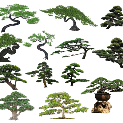  中式罗汉松su模型 