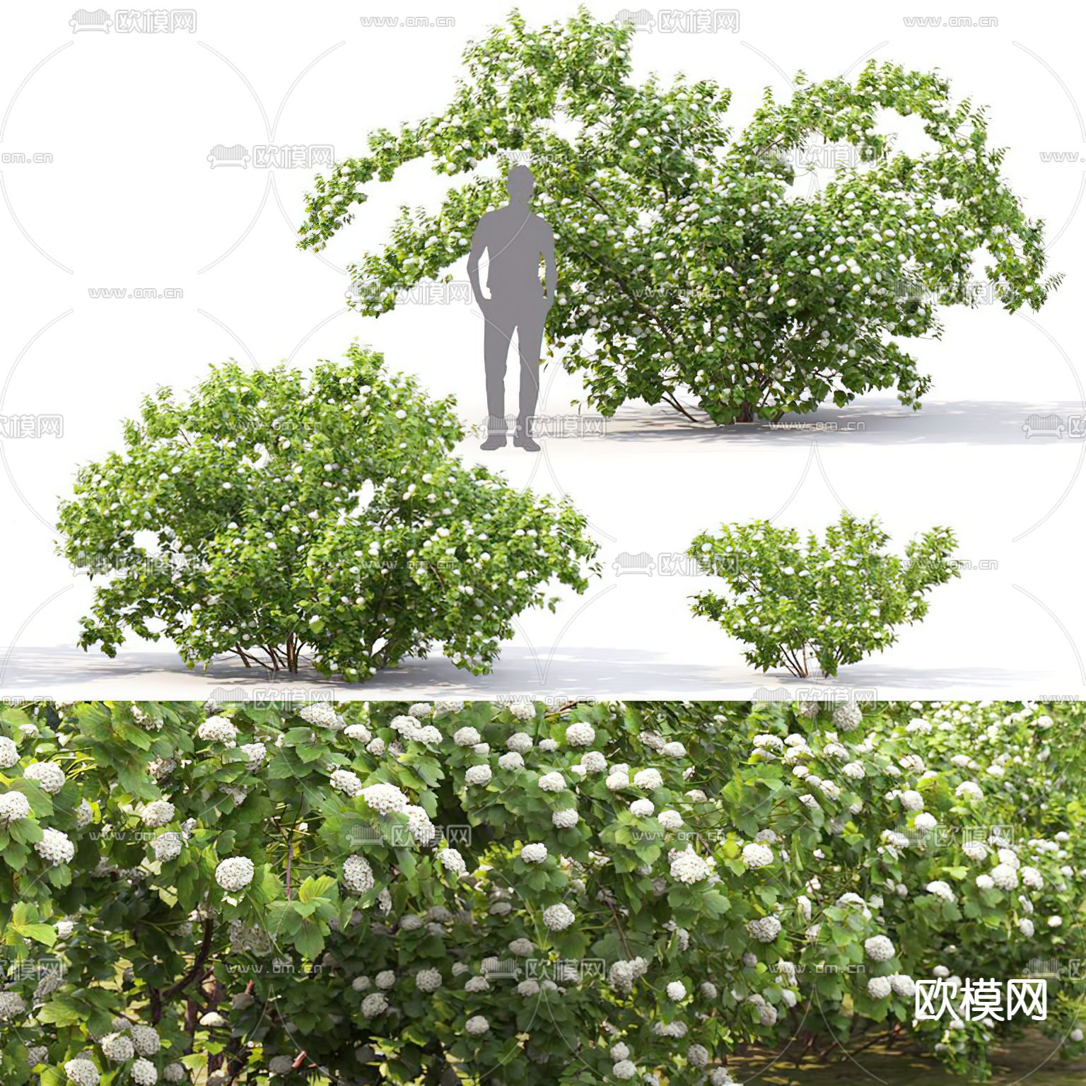 现代植物灌木3d模型