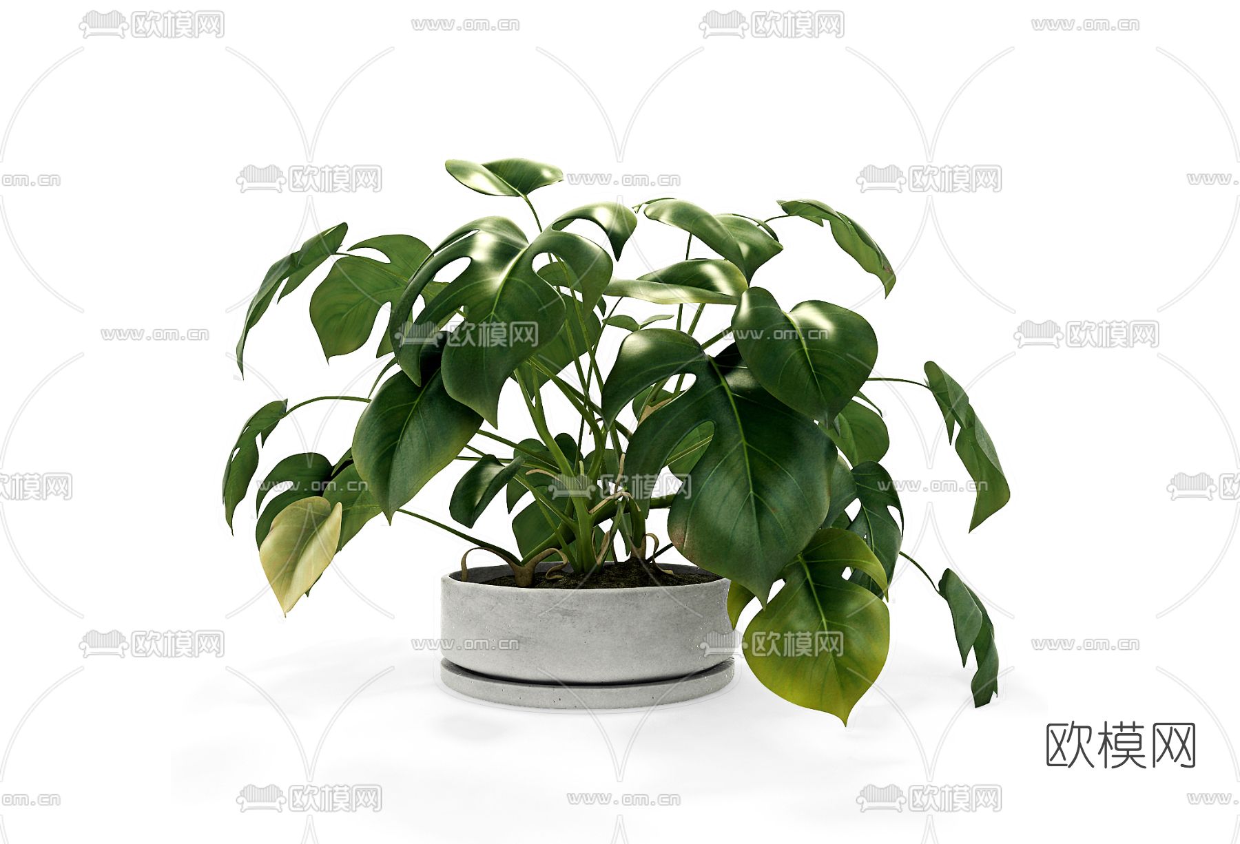 现代植物盆栽免费3d模型下载