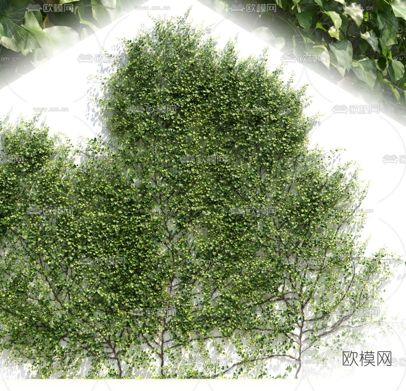 现代绿植藤蔓3d模型下载（渲染图2）