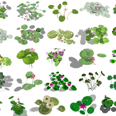  现代荷花睡莲荷叶su模型 