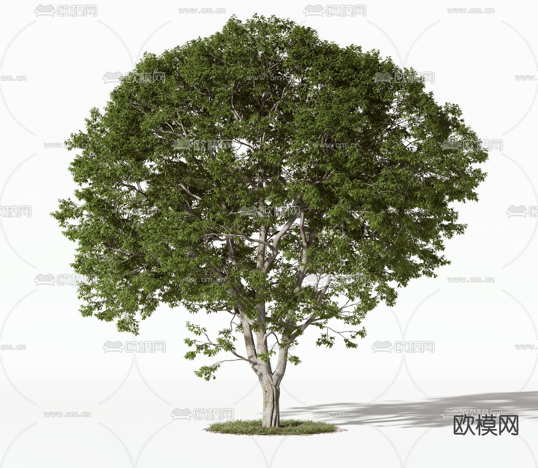 现代景观树树木3d模型下载