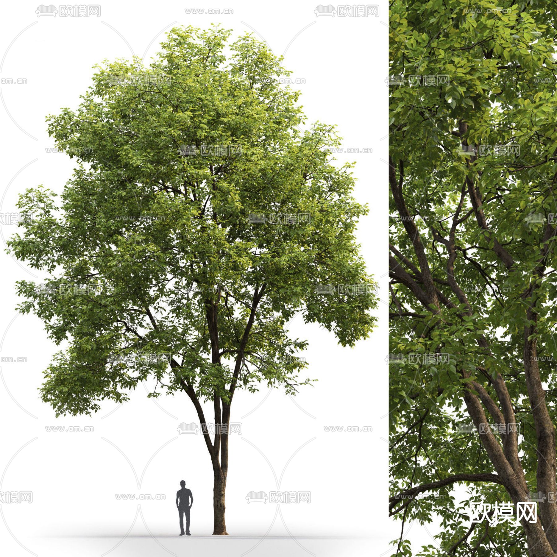 现代大树景观树3d模型下载_ID11893991_3dmax免费模型-欧模网