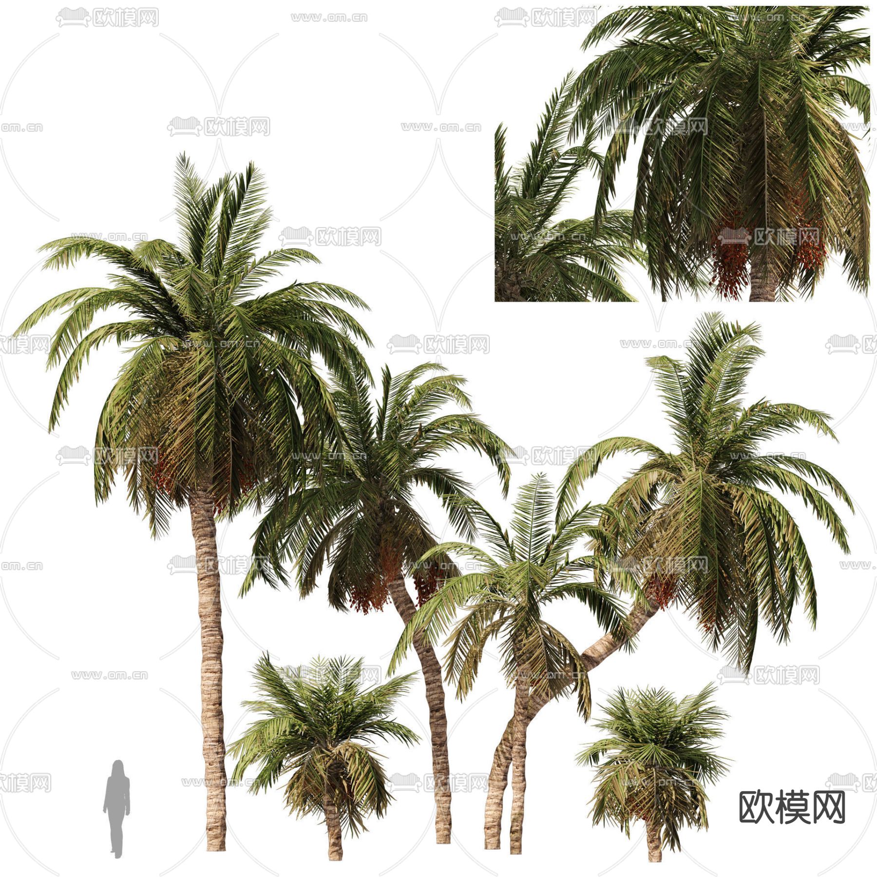 现代椰子树组合3d模型
