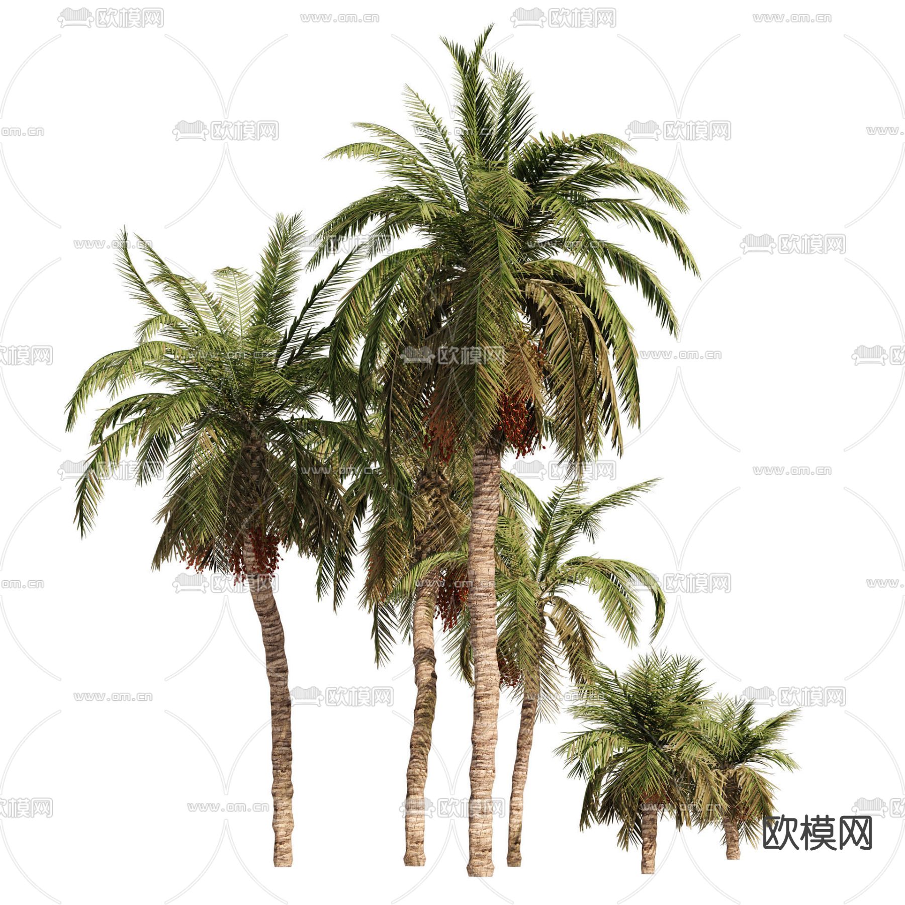 现代椰子树组合3d模型