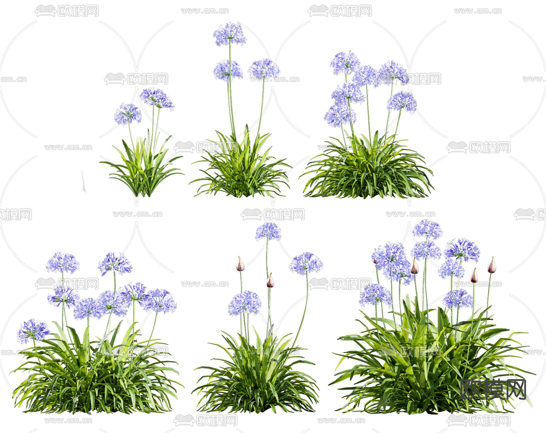 现代植物紫君子兰3d模型下载