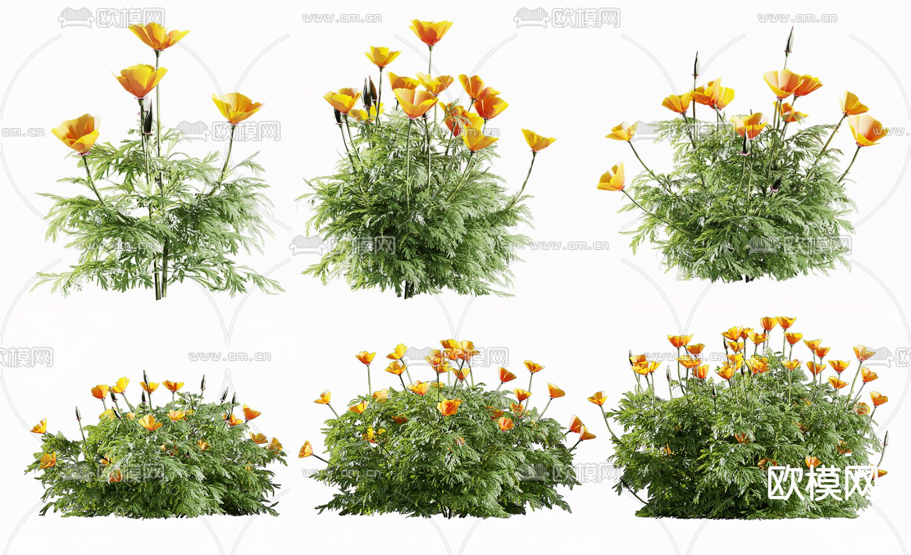 现代植物花菱草3d模型下载_ID11898515_3dmax免费模型-欧模网