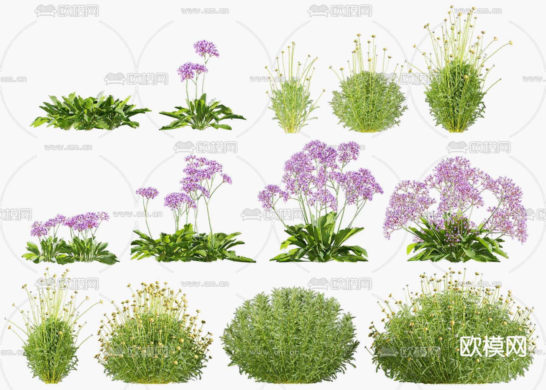 现代植物花草小菊花3d模型下载_ID11898875_3dmax免费模型-欧模网
