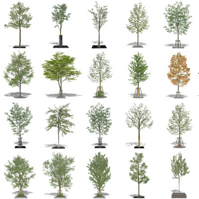  现代景观树行道树su模型 