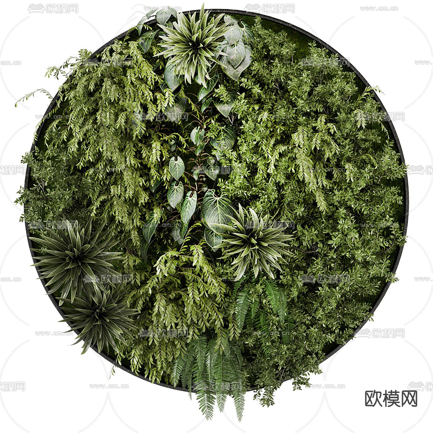 现代圆形植物墙3d模型