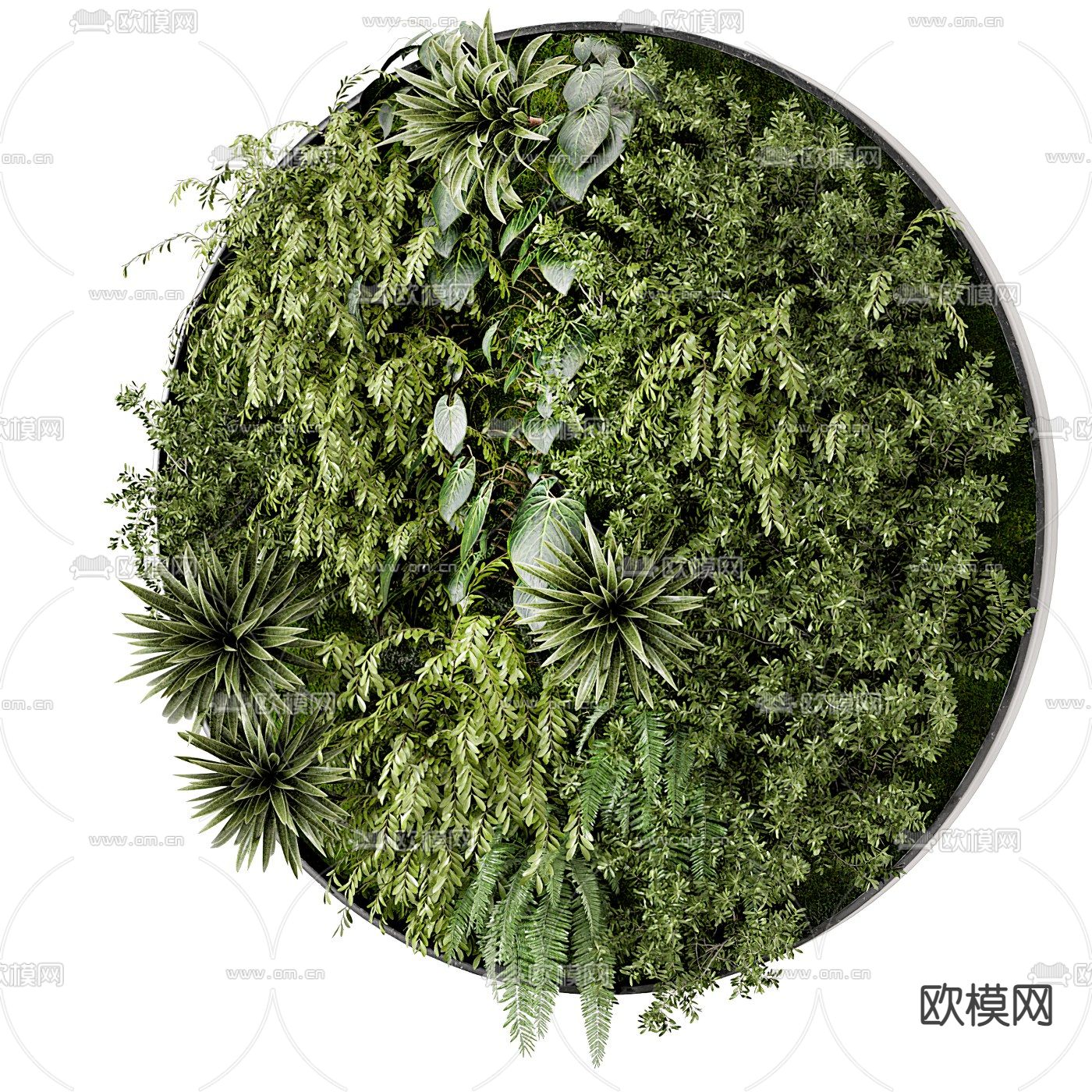 现代圆形植物墙3d模型