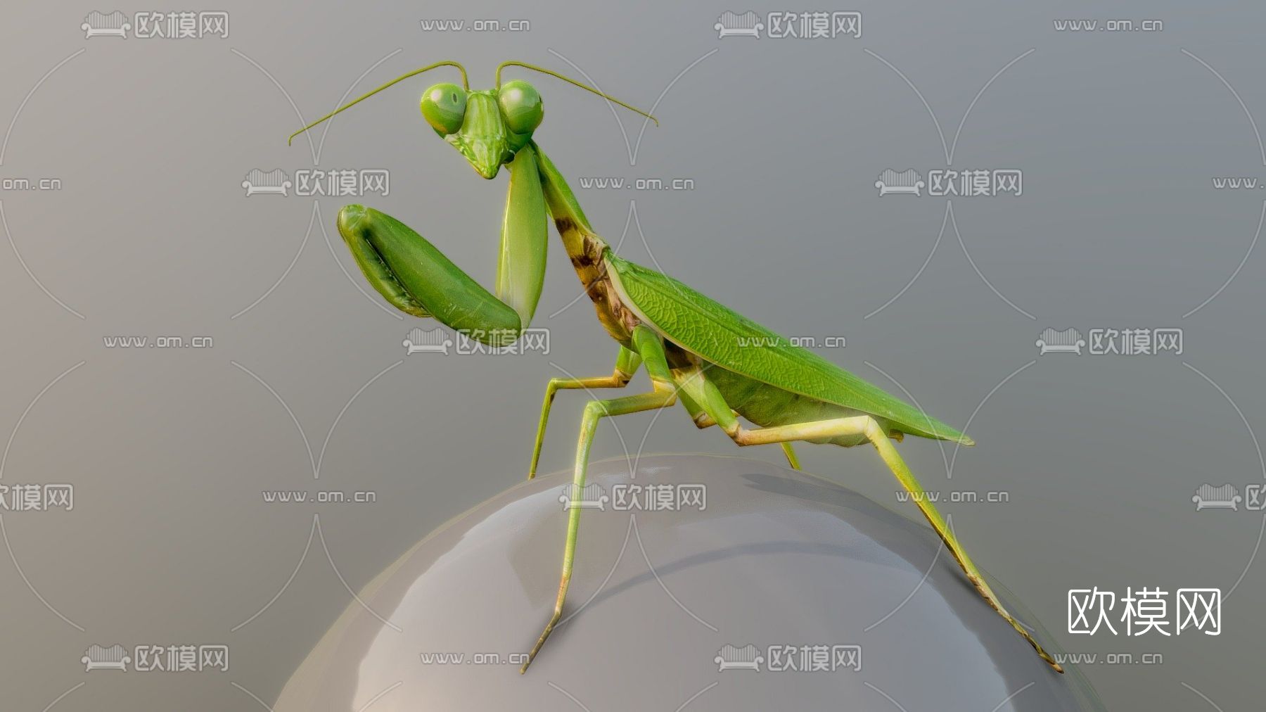 现代螳螂3d模型下载