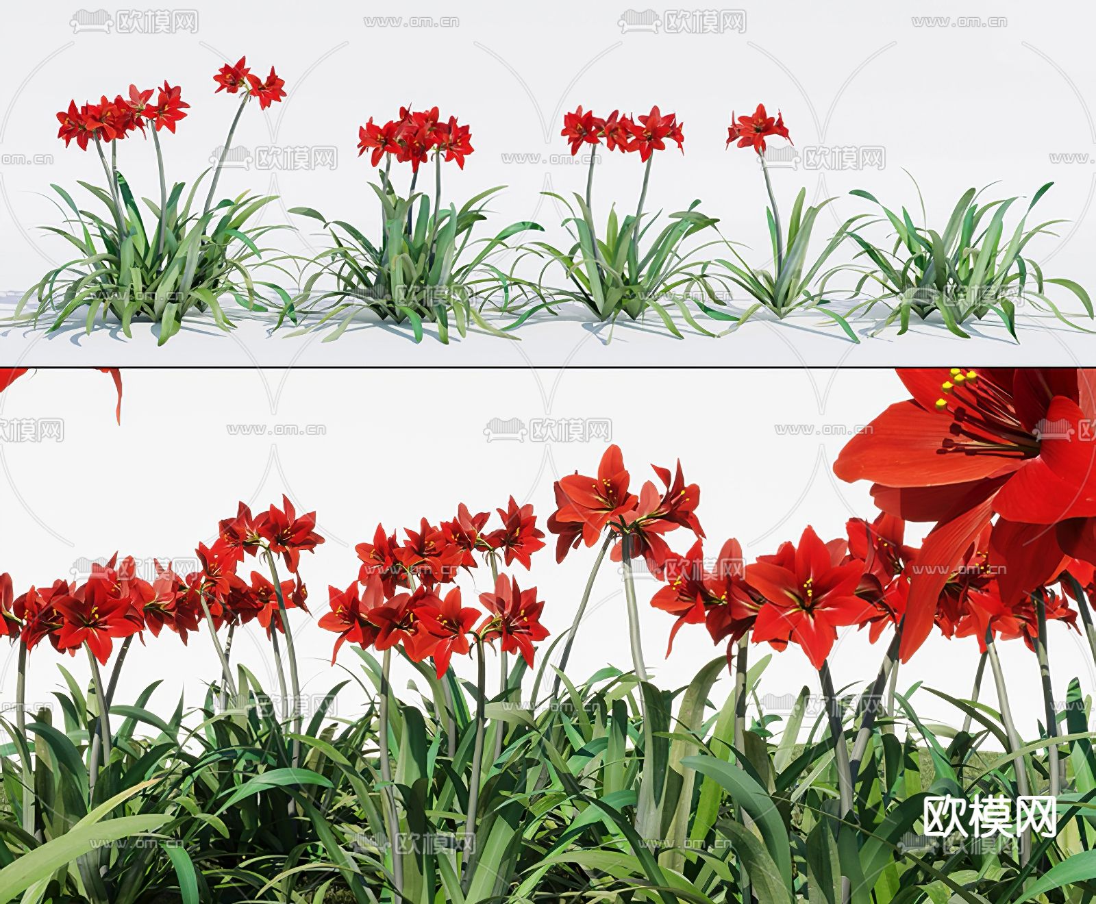 现代植物花卉石蒜3d模型下载