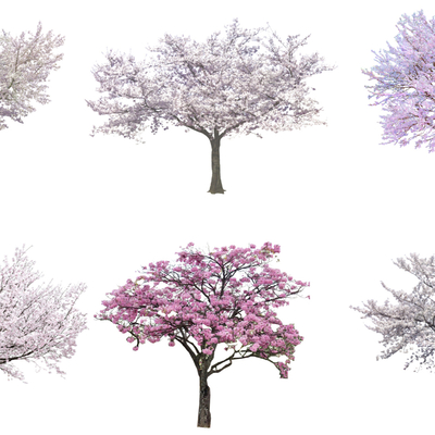  现代樱花树su模型 