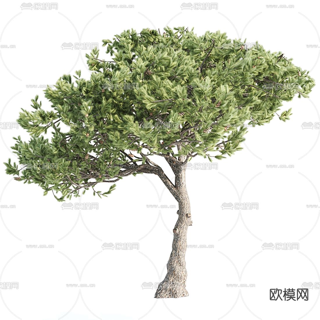 现代户外景观树3d模型下载（渲染图2）