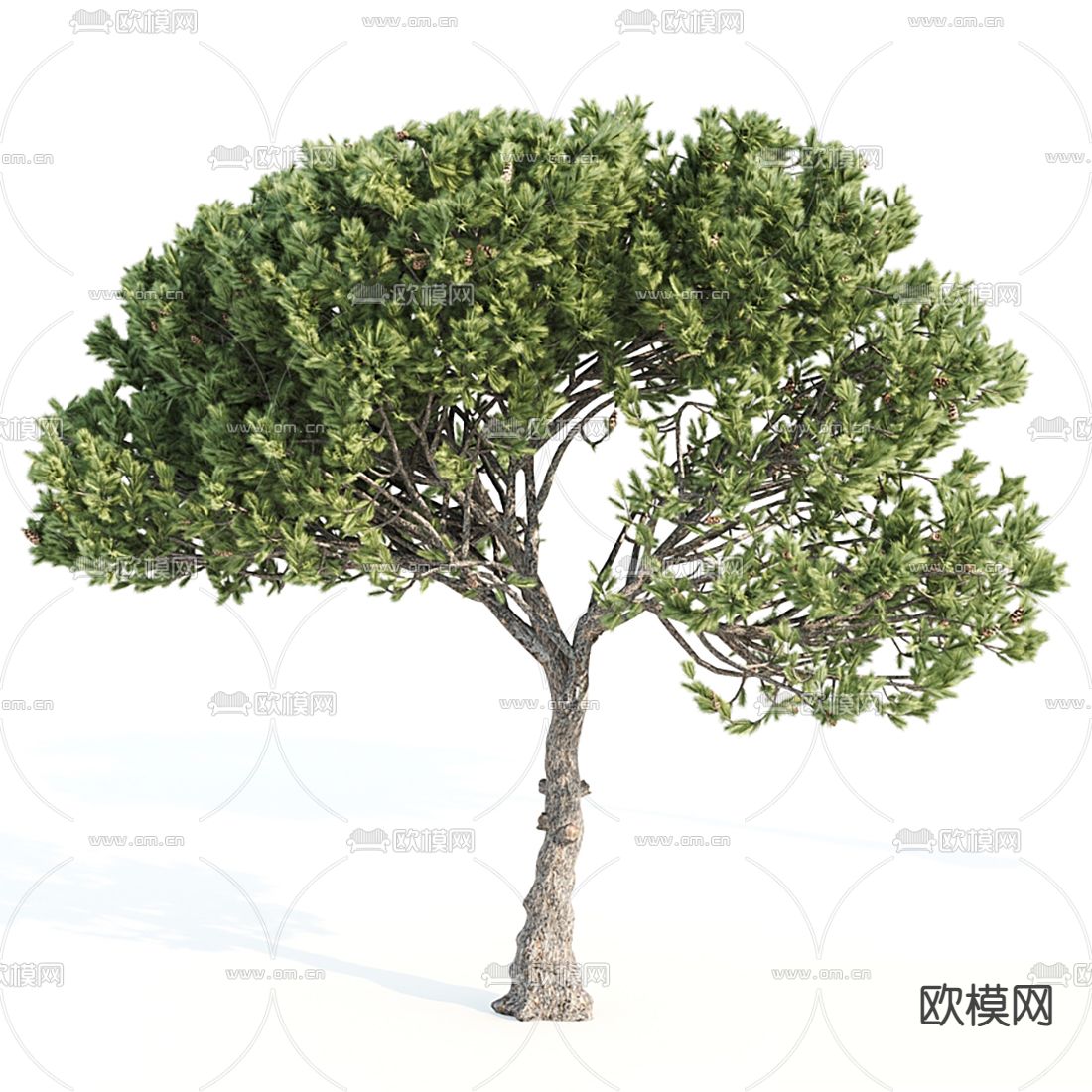 现代户外景观树3d模型下载（渲染图3）