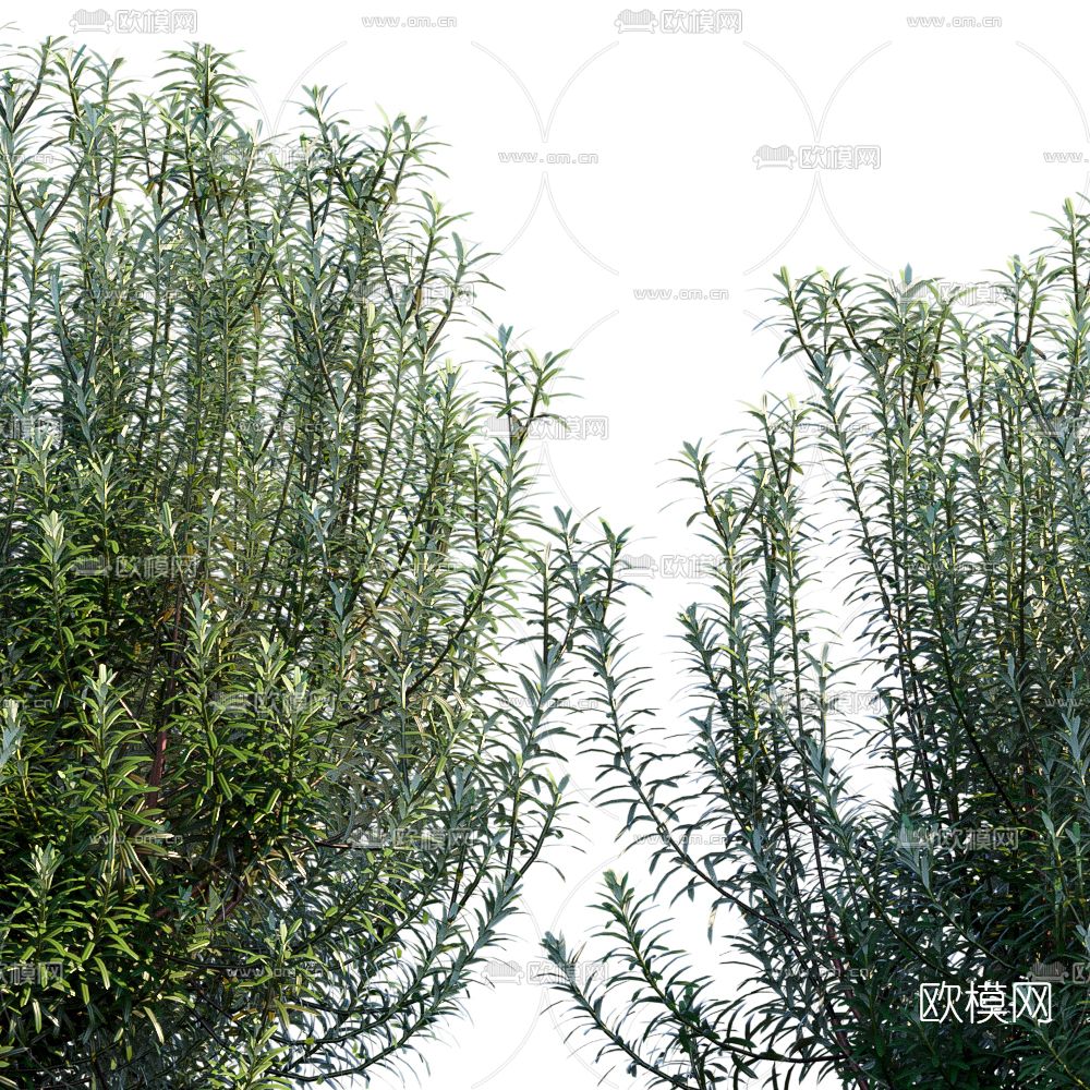 现代绿植花草3d模型