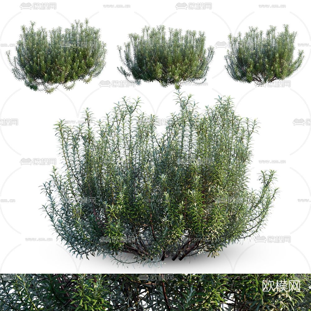 现代绿植花草3d模型