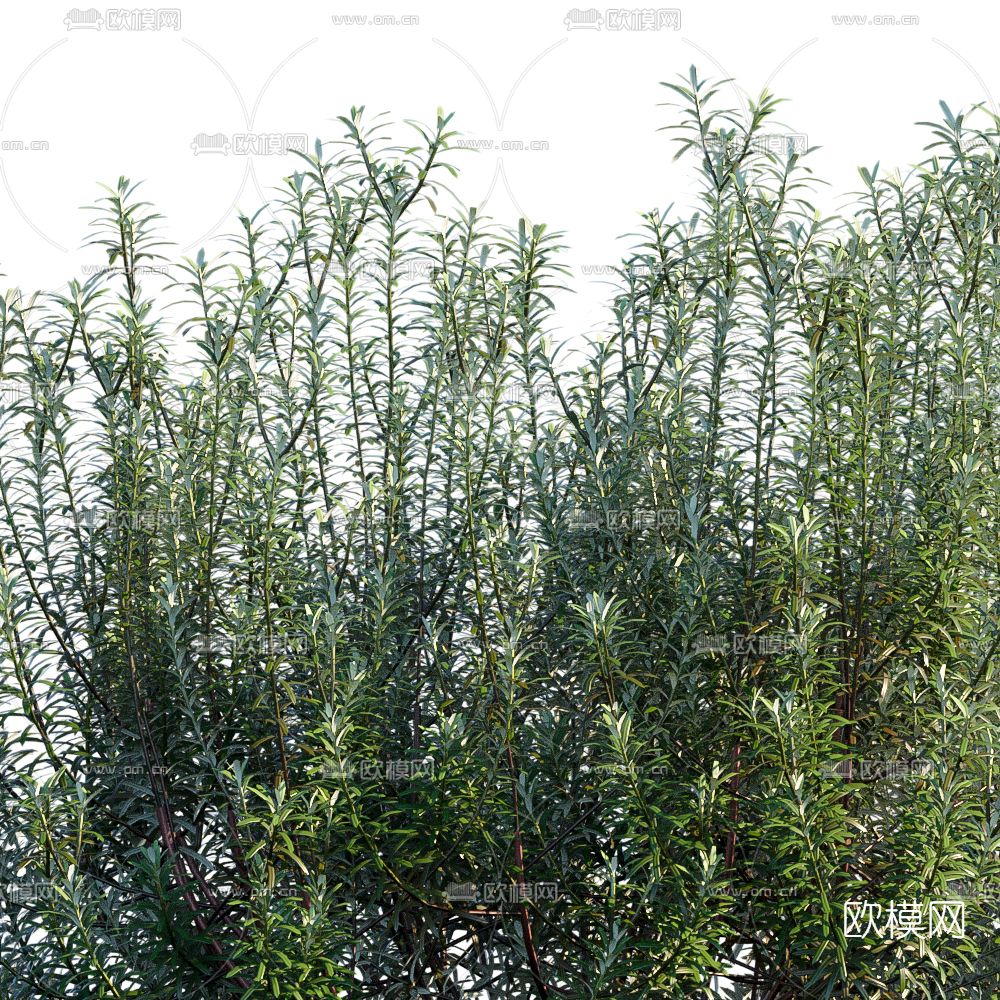现代绿植花草3d模型