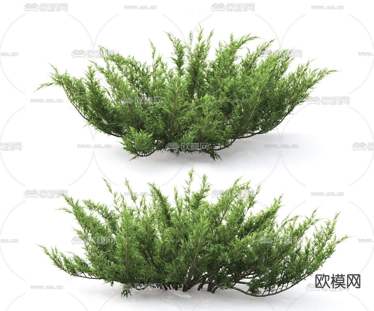现代灌木3d模型下载（渲染图3）