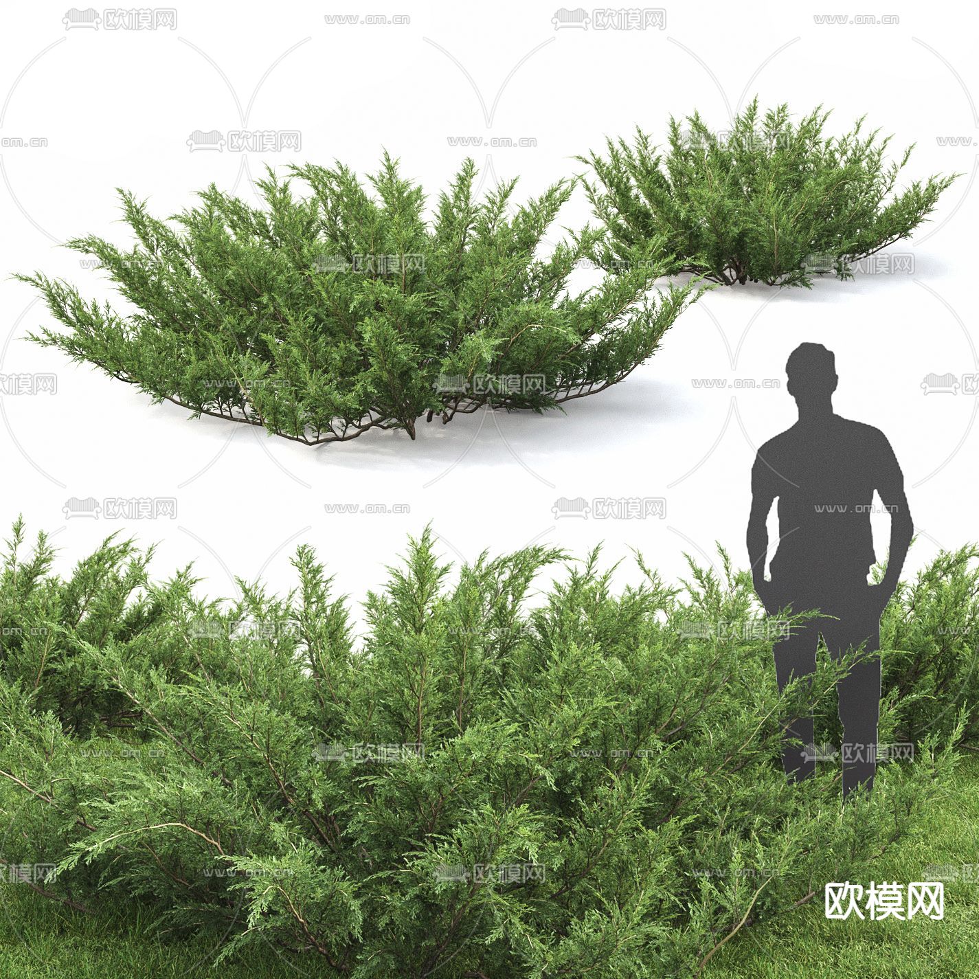 现代灌木3d模型下载（渲染图1）