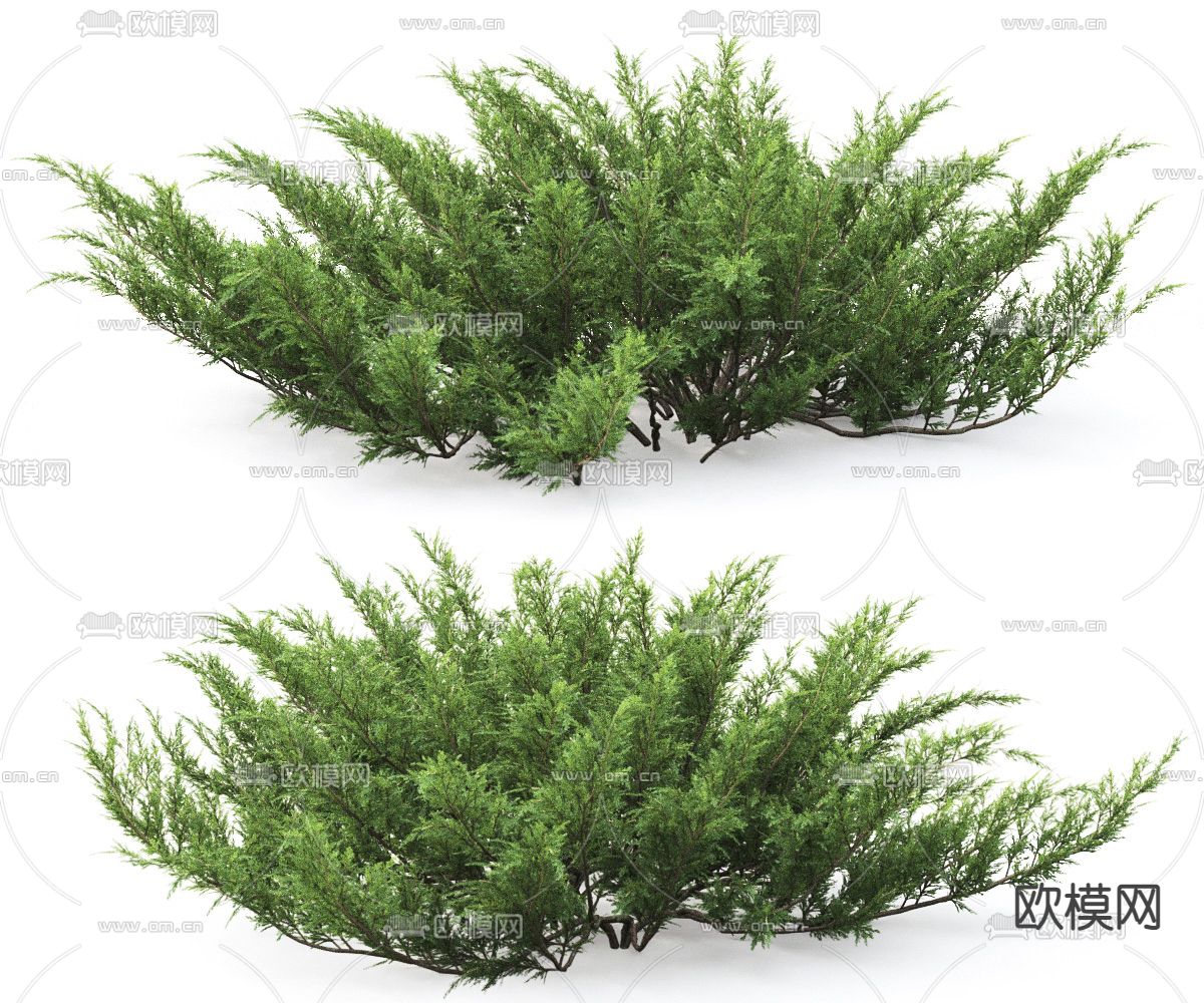现代灌木3d模型下载（渲染图4）