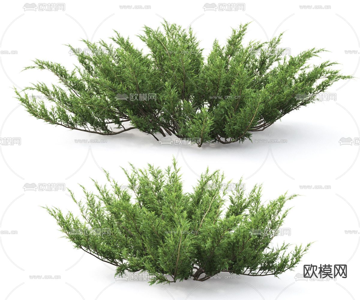 现代灌木3d模型下载（渲染图2）