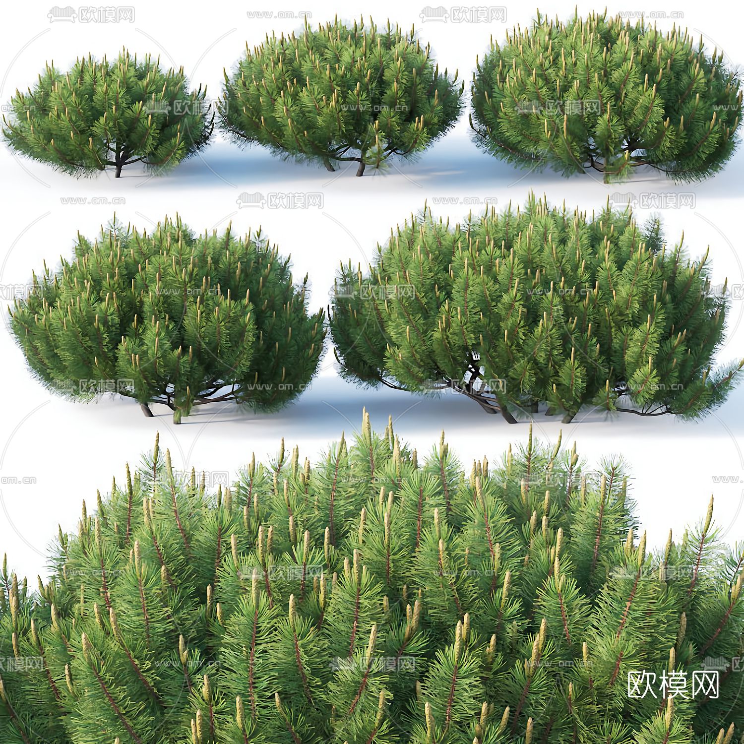 现代针松树景观树3d模型下载