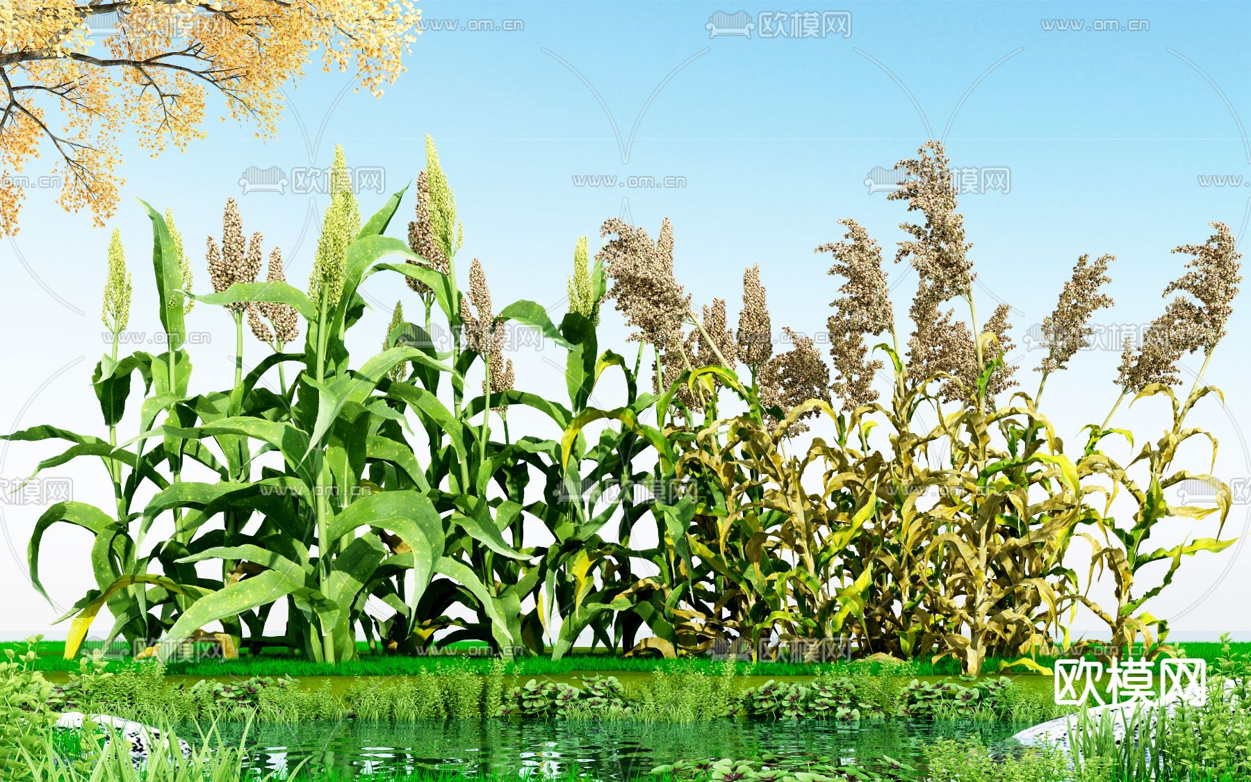 现代高粱农作物3d模型下载