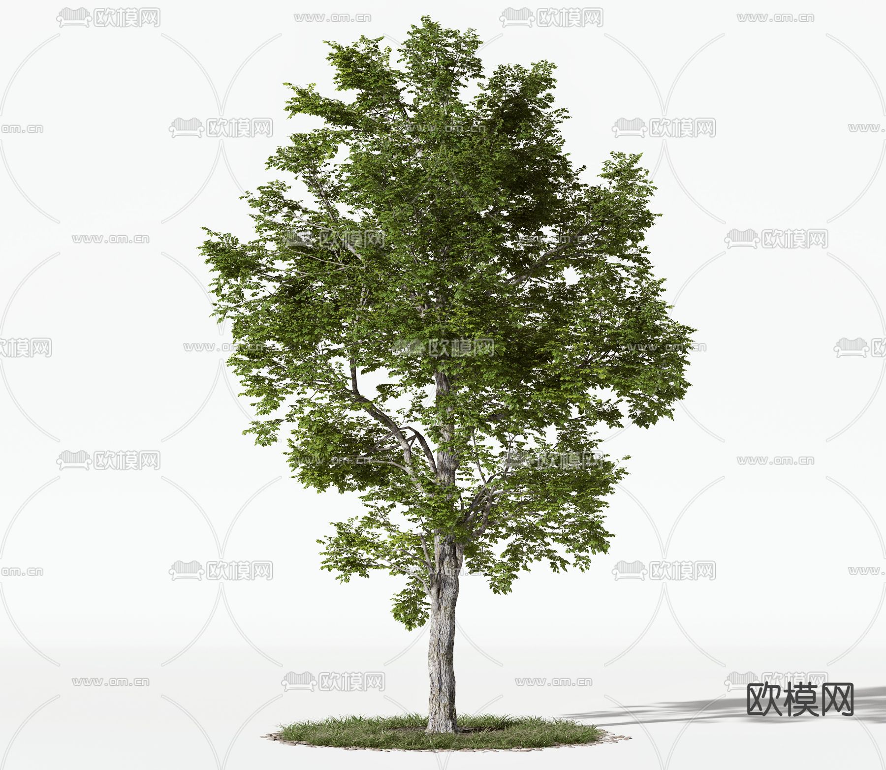 现代景观树3d模型下载