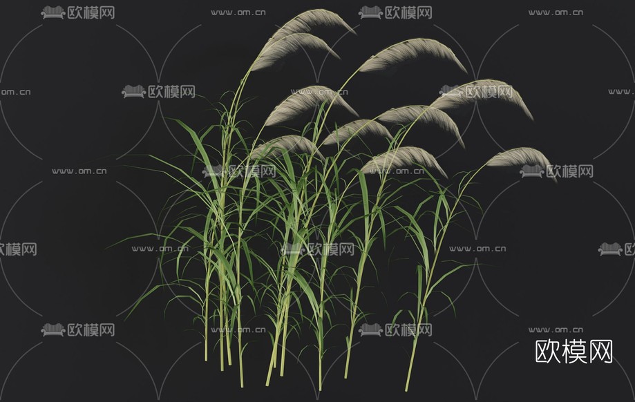 现代花草免费3d模型下载