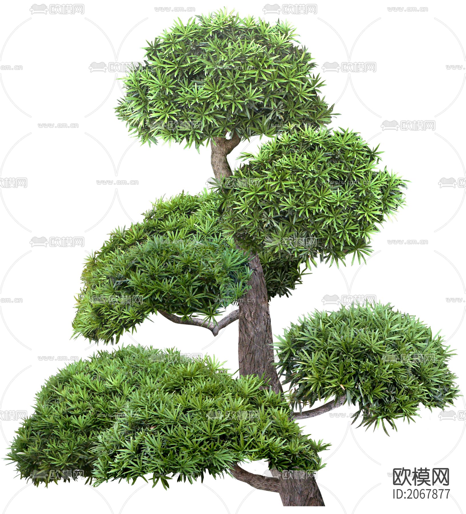罗汉松植物免扣贴图
