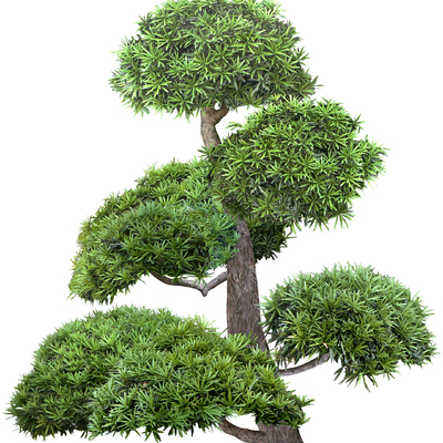  罗汉松植物免扣贴图 