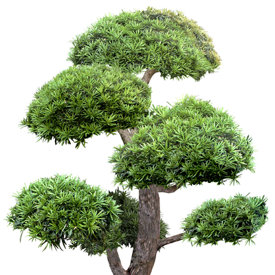  罗汉松植物免扣贴图 