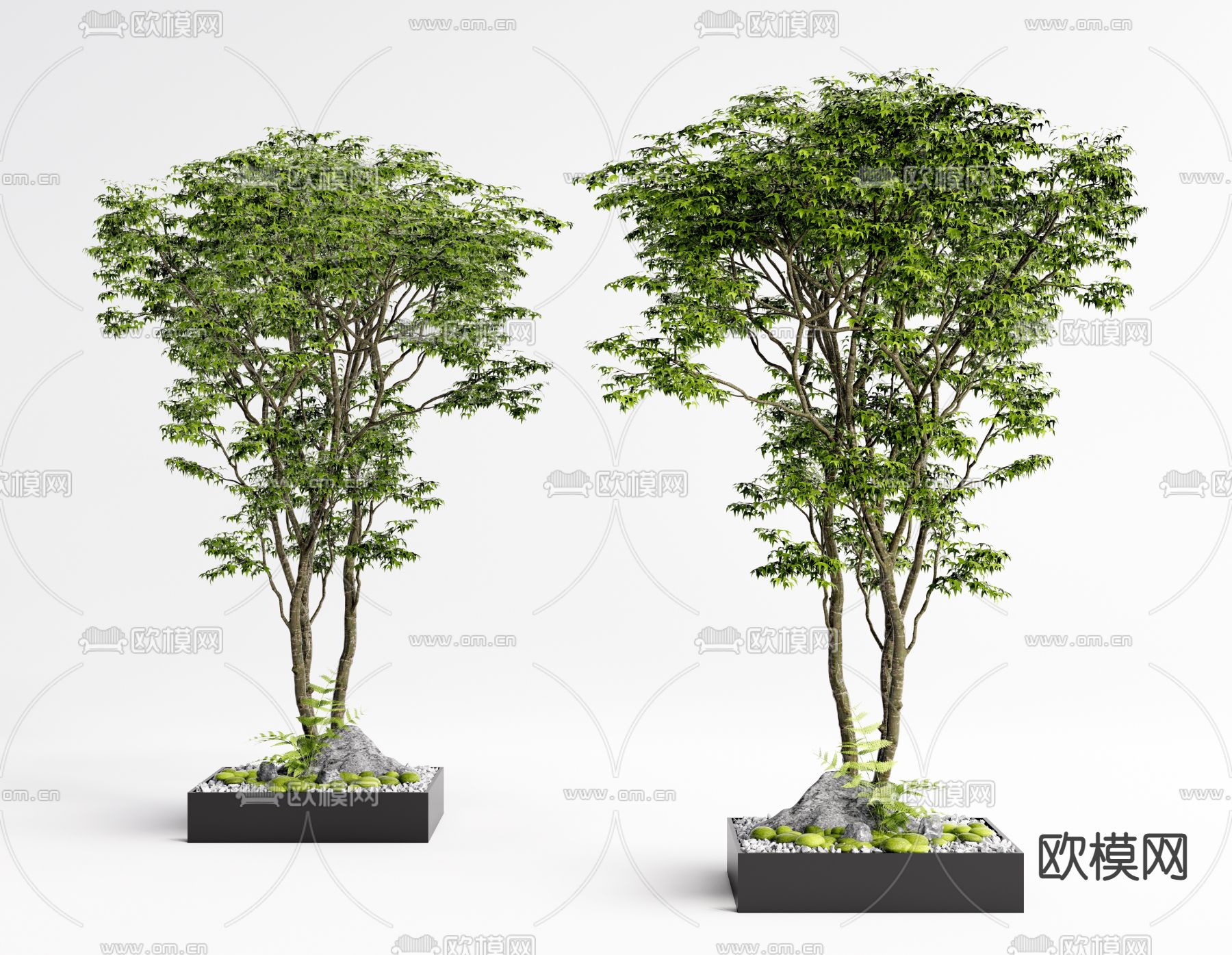 现代景观树3d模型