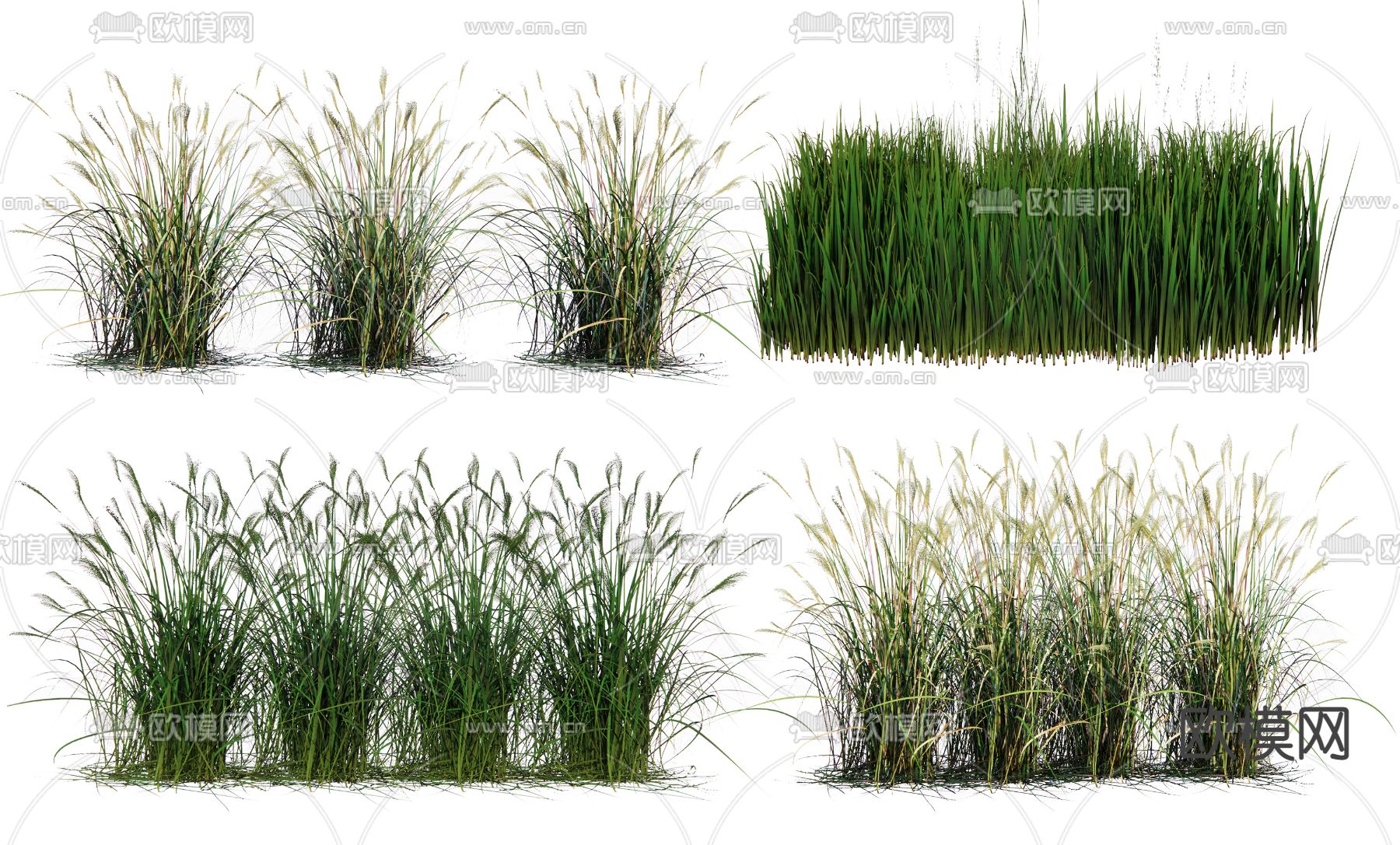 现代水稻农作物su模型下载（渲染图1）