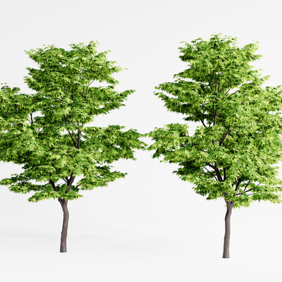  现代景观枫树su模型 