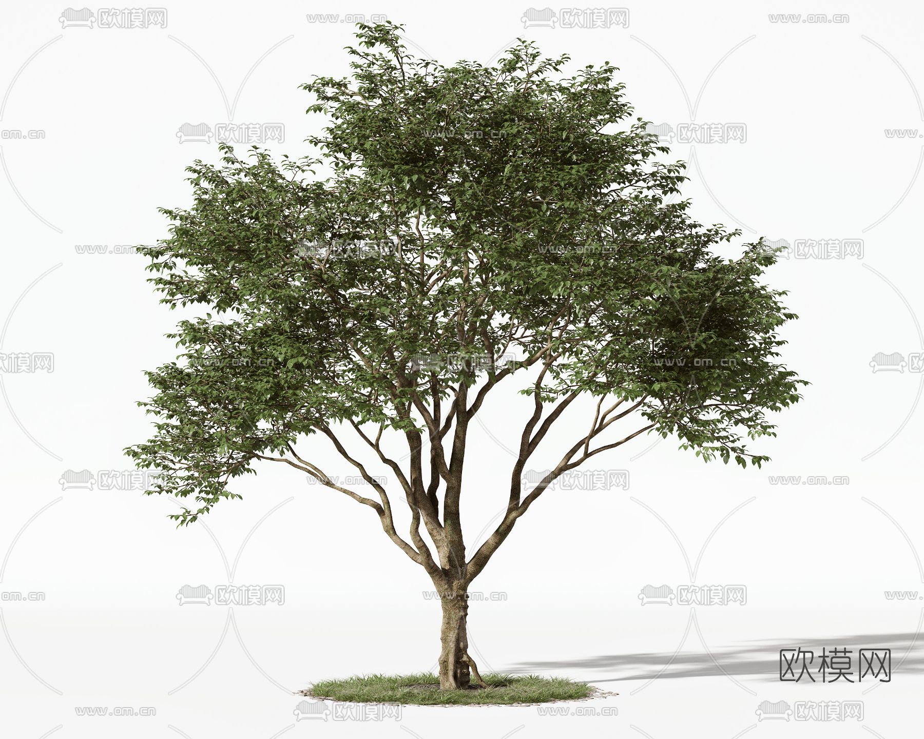 现代绿植树木景观树3d模型下载