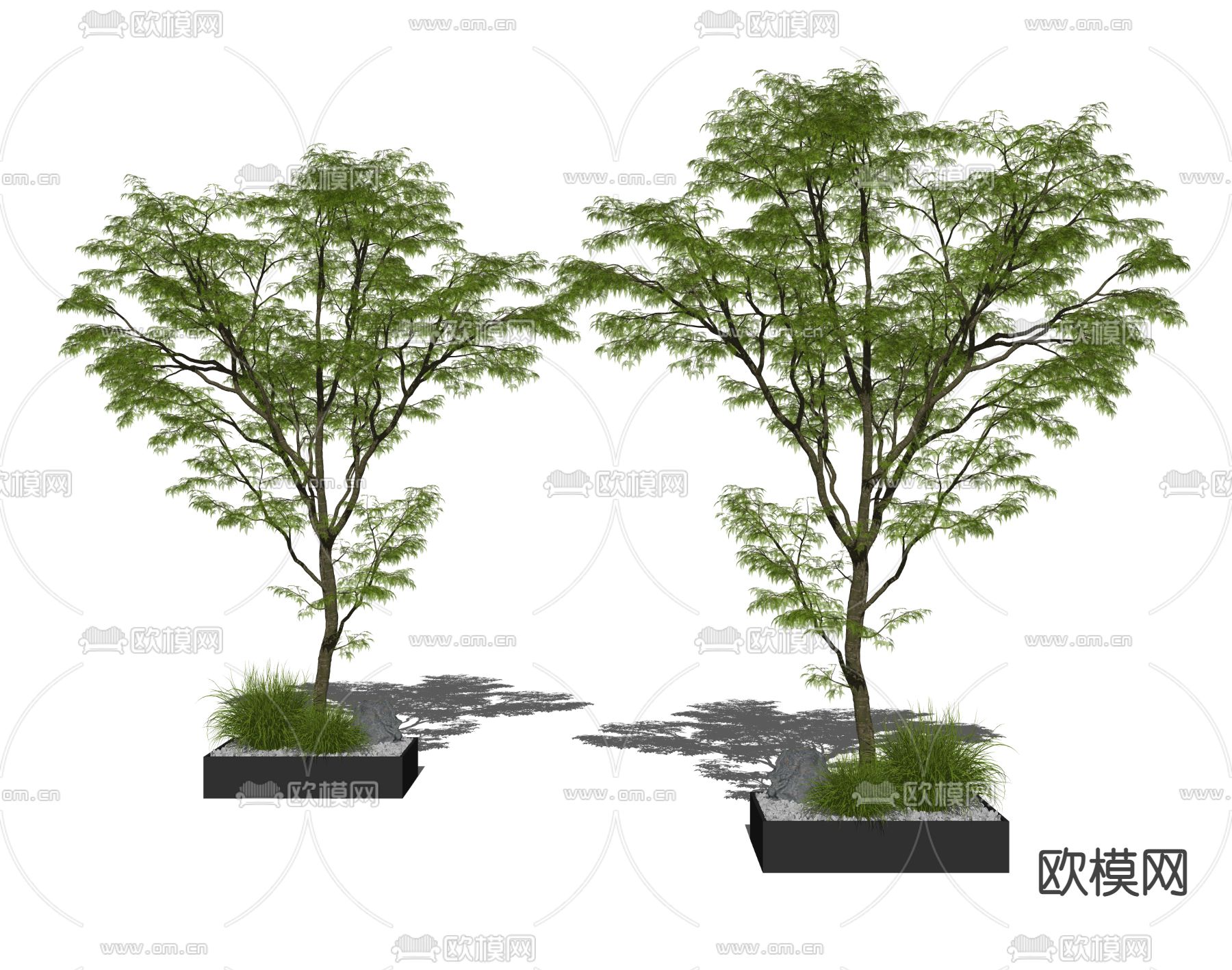 现代景观树su模型下载（渲染图2）
