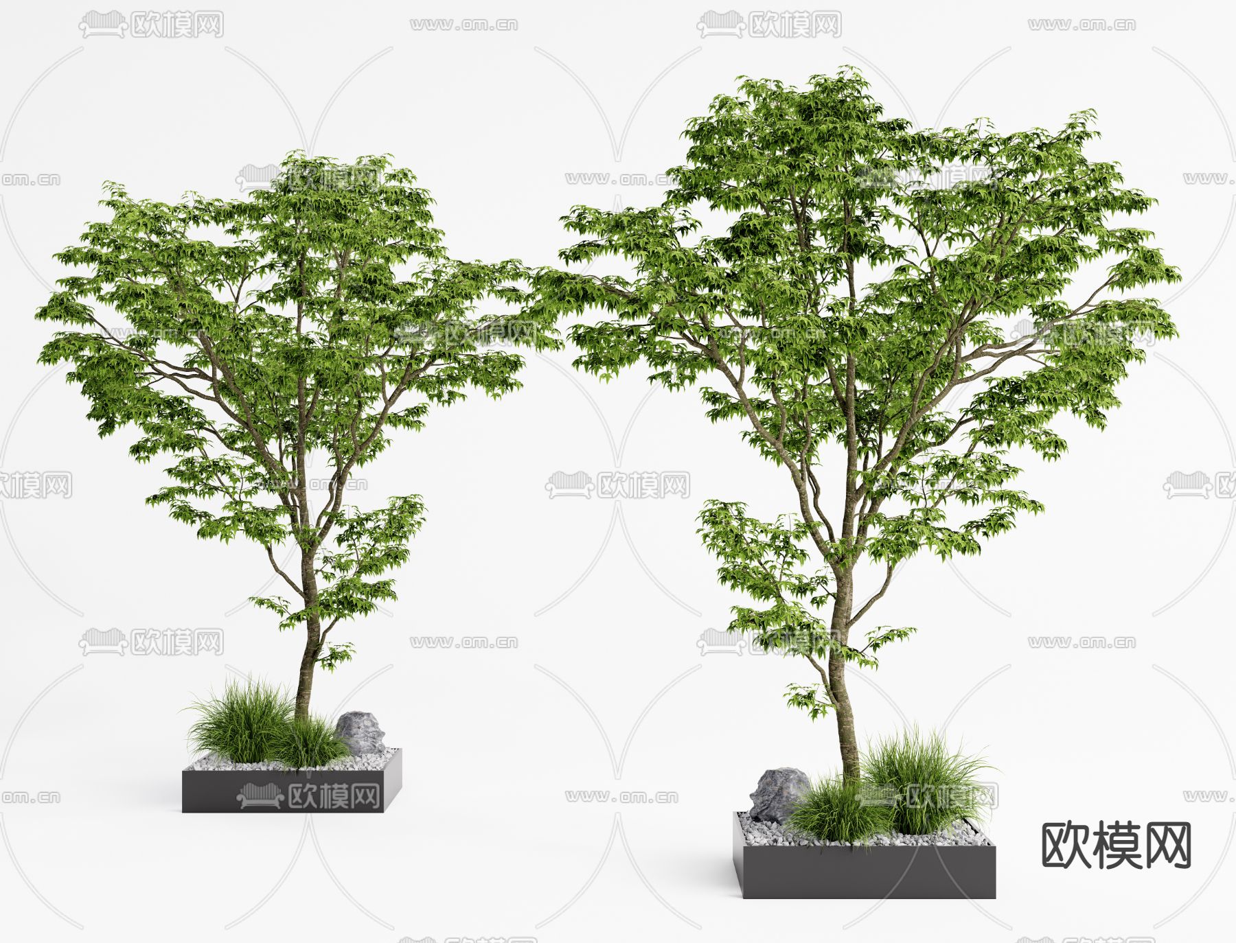 现代景观树su模型下载（渲染图1）