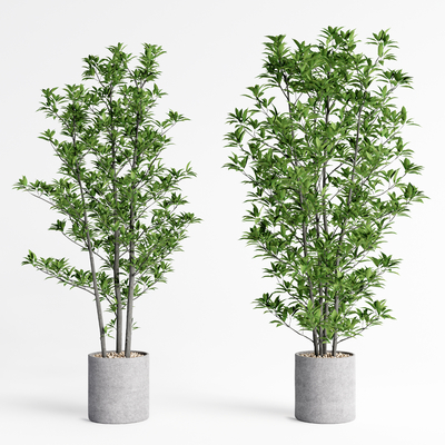 杜英植物盆栽3d模型