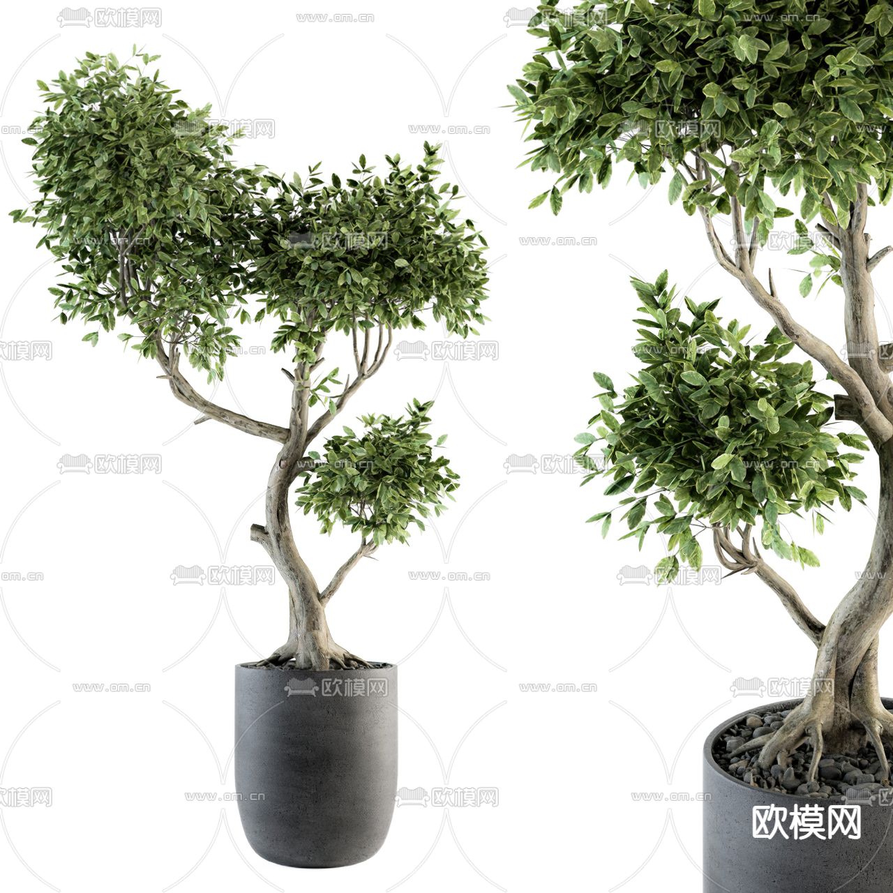 现代蓬莱松绿植盆栽3d模型下载（渲染图2）
