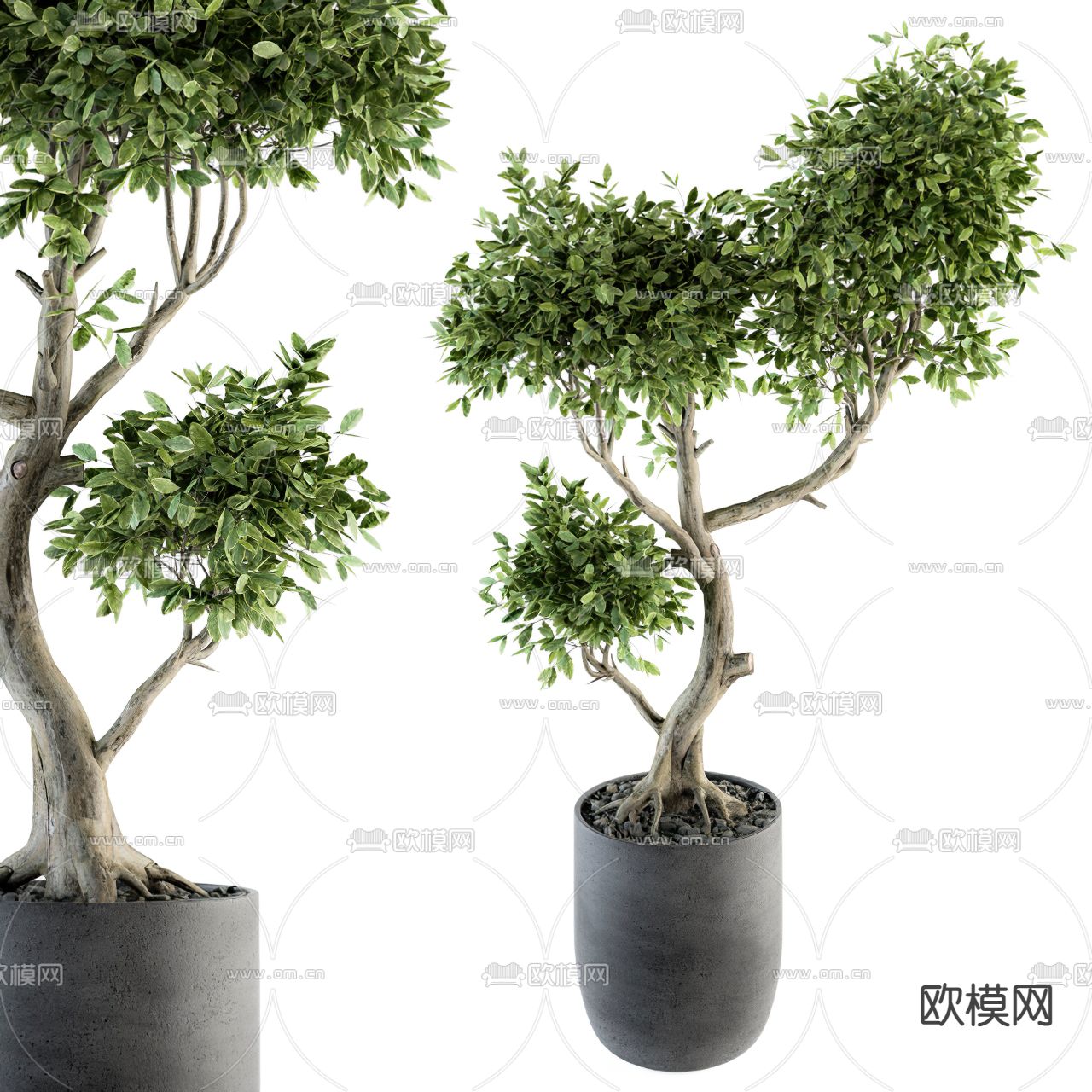 现代蓬莱松绿植盆栽3d模型下载（渲染图1）