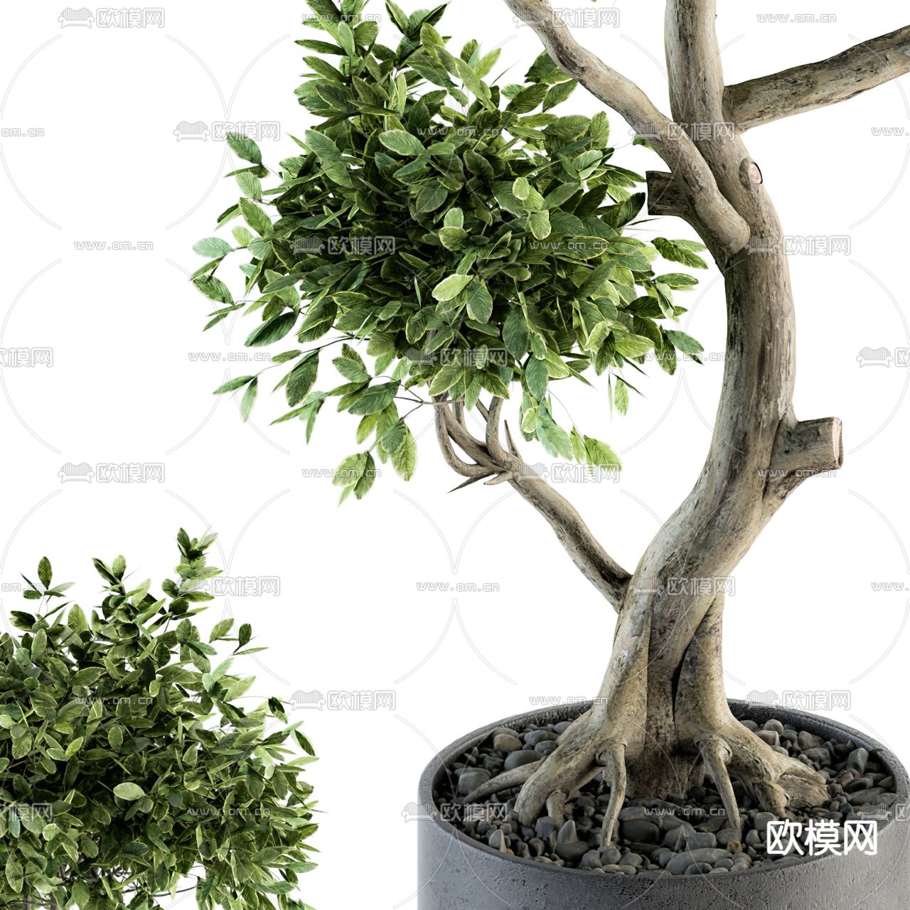 现代蓬莱松绿植盆栽3d模型下载（渲染图4）