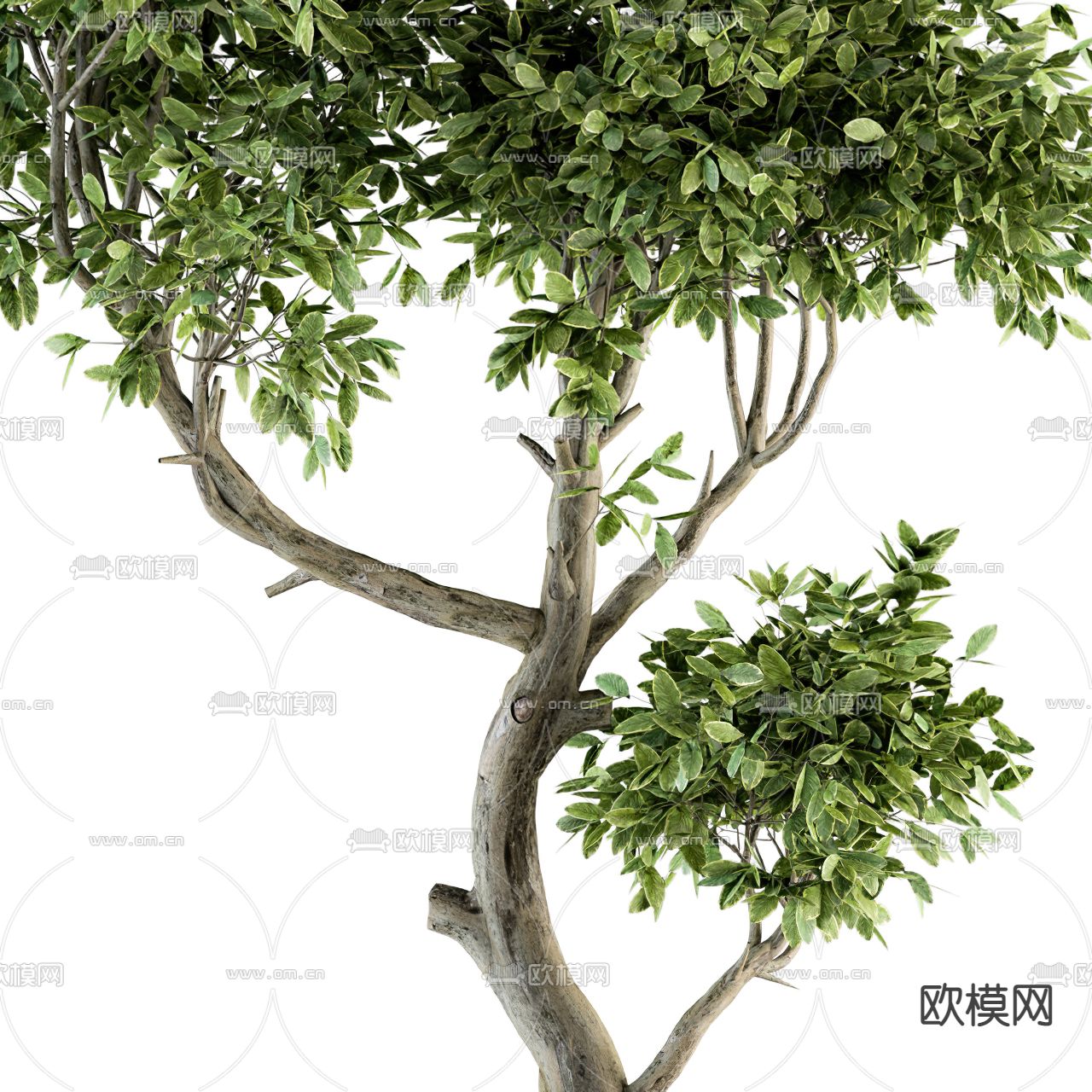 现代蓬莱松绿植盆栽3d模型下载（渲染图3）