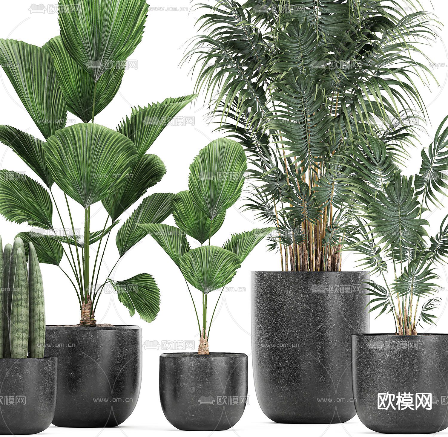 现代绿植盆栽3d模型下载（渲染图2）