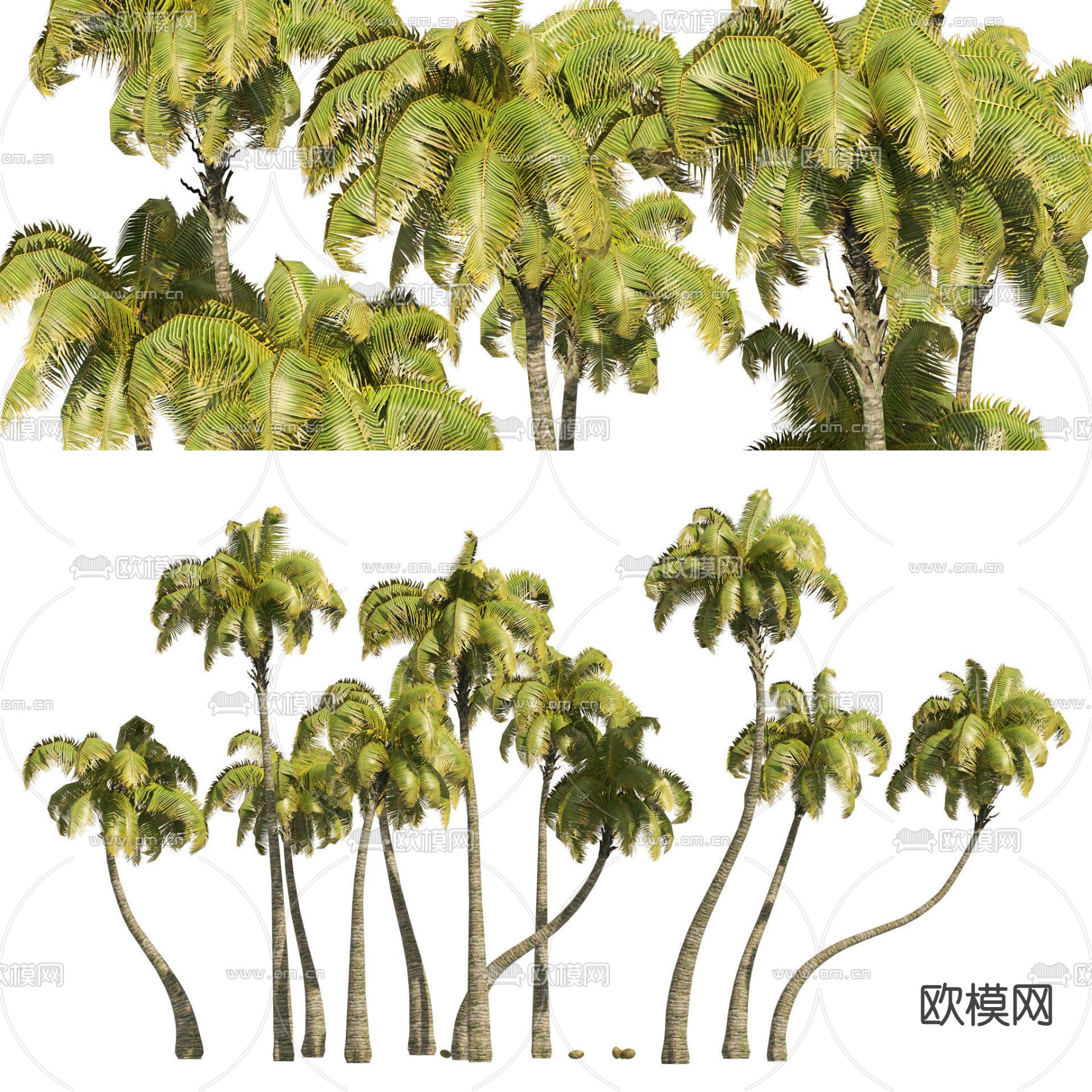 椰子树su模型下载（渲染图1）